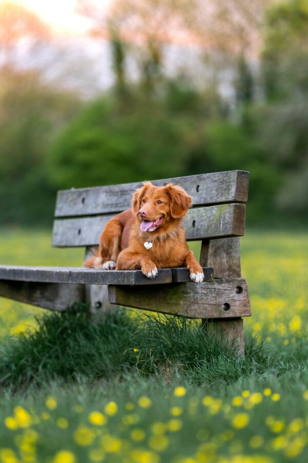 a dog laying on a bench at the park