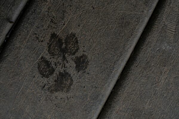 an animal paw print
