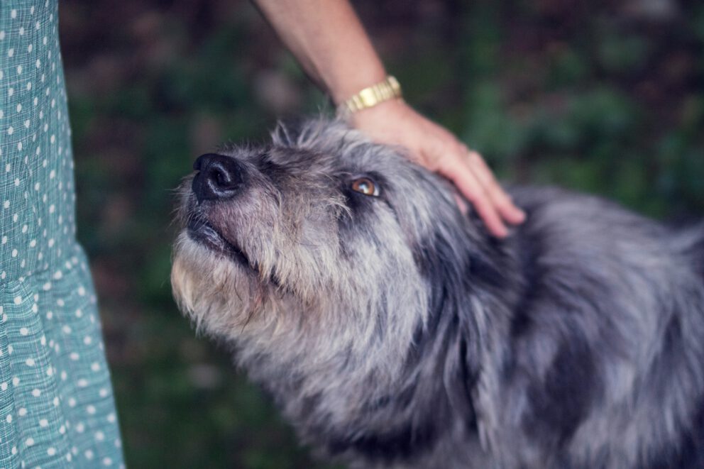 an old dog for my pet urn idea blog post