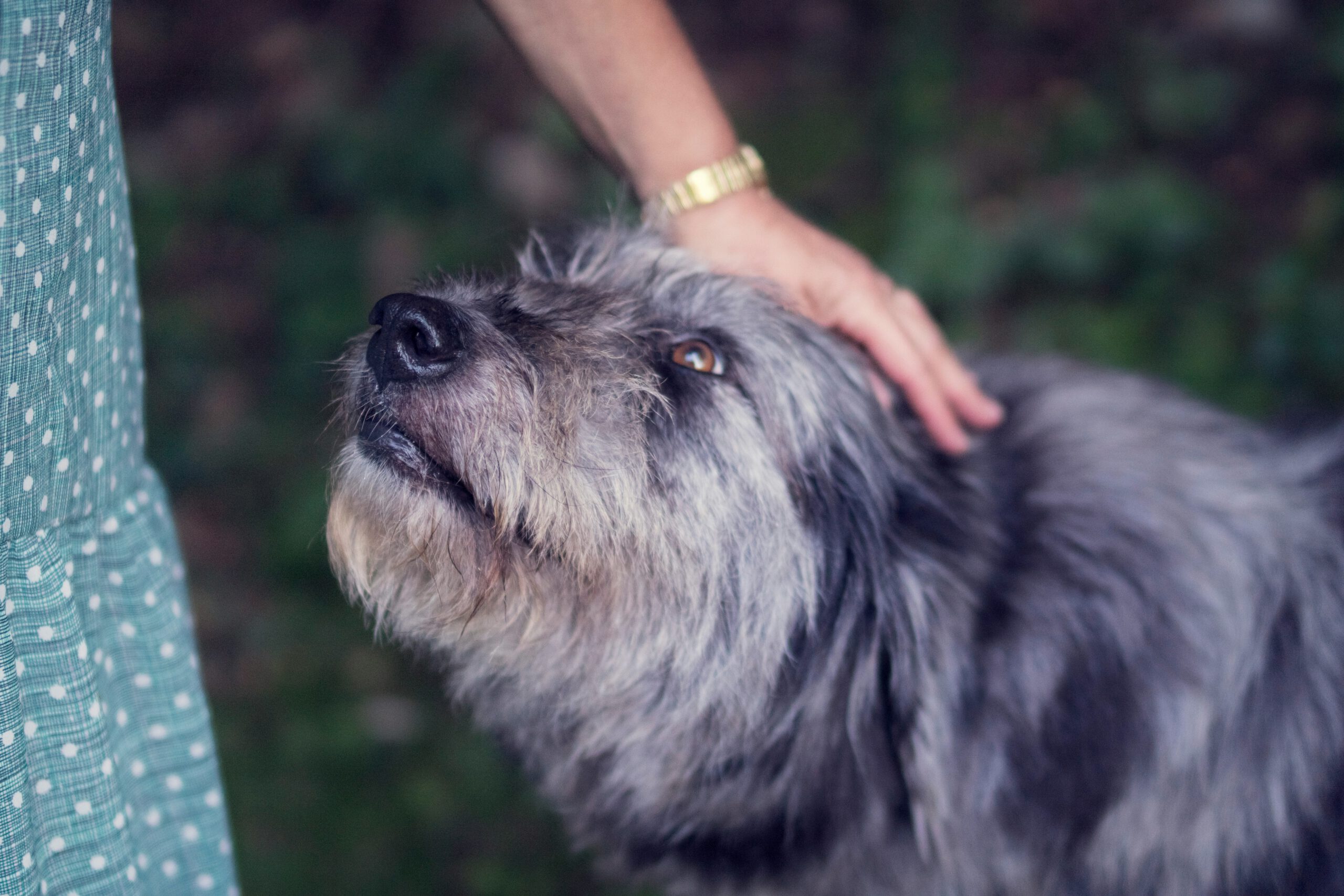 an old dog for my pet urn idea blog post