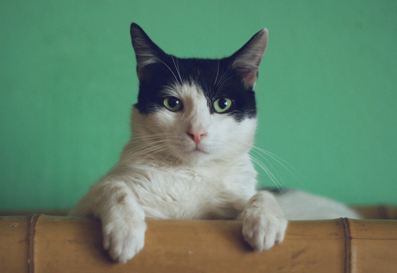 picture of a cat