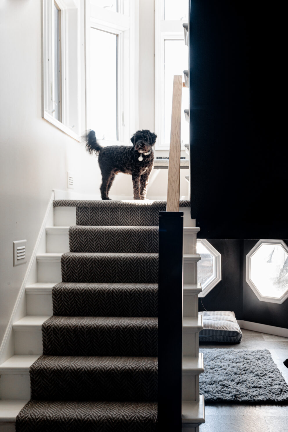 Losing a pet - ways to honor your beloved companion - a dog on top of the staitrs