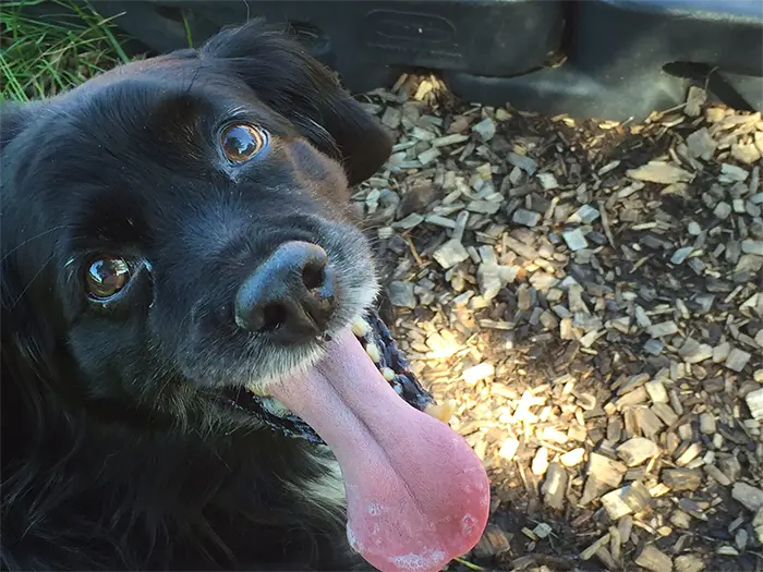 Lucy the dog, panting
